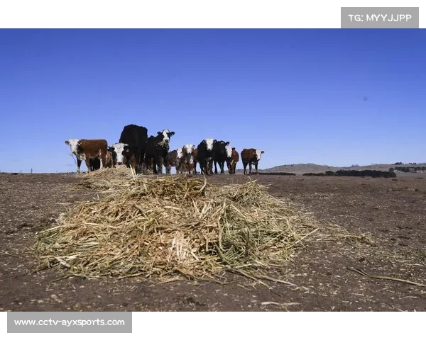澳大利亚队因干旱转用人工造浪训练 克服户外困难